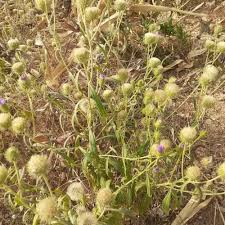 Image result for Vernonia galamensis