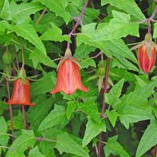 Image result for Bertiera aethiopica