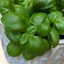 Use this guide to learn about different types of soil so you potting soil isn't actually soil, because it doesn't have any humus and minerals. 9 Best Herbs For Containers Seattle S Favorite Garden Store Since 1924 Swansons Nursery