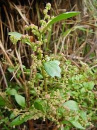 Image result for Oxygonum pachybasis