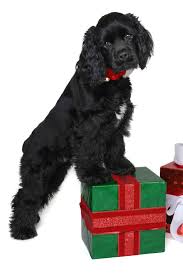 All Black American Cocker Spaniel Christmas Puppy Photo Blue Moon 4 5 Months Black Cocker Spaniel American Cocker Spaniel Cocker Spaniel Dog Cocker Spaniel Puppies