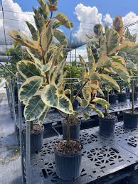 Image result for Ficus elastica