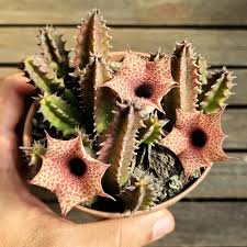 Image result for Huernia hislopii