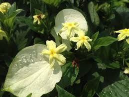 Image result for Mussaenda rivularis