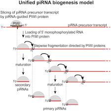 Pirna is found only in the testes. A Single Mechanism Of Biogenesis Initiated And Directed By Piwi Proteins Explains Pirna Production In Most Animals Sciencedirect