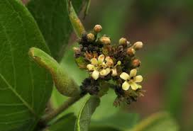 Image result for Crossopteryx