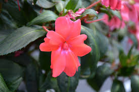 Image result for Impatiens salpinx