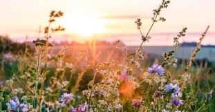 Flowers in season in april in texas. Wildflower Seeding When Is The Best Time To Plant Wildflowers In Texas