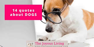 Maybe for 12 or 14 years, or maybe for 2 or 3 but will you, till i call him back take care of him for me? 14 Beautiful Pet Loss Quotes And Poems