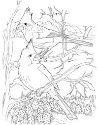 Desert Cardinals Coloring Page From Northern Cardinal Category Select From 26893 Printable Crafts Of Animal Coloring Pages Coloring Pages Bird Coloring Pages