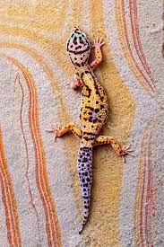 leopard gecko on rainbow slate idyllic needle lizard cute animals reptiles