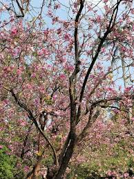 Image result for Bauhinia macrantha