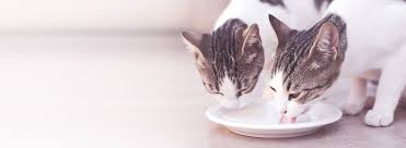 Beitrag #12 beitrag #12 na ja da ist ein kleiner altersunterschied. Durfen Katzen Milch Trinken Happy Cat Katzenratgeber