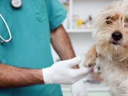 The body reacts to the allergen with inflammation, and this in turn can cause the yeast to proliferate in the ear. How Do You Tell If Your Dog Has Ear Mites Or Yeast Infection Imc Grupo