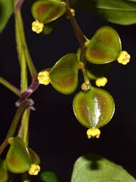 Image result for Dioscorea asteriscus