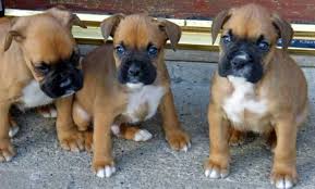 Adopt a boxer near you in racine, wisconsin. Sreeganesh Farm Offers Best Quality Boxer Puppies For Sale In All India Ahmedabad Zamroo
