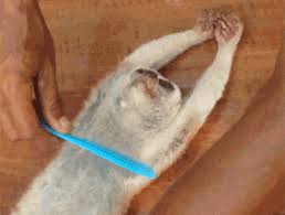 Search, discover and share your favorite lustig gifs animation online. Keep Brushing Human Gif On Imgur