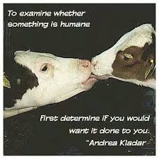 Pin On Stop And Think Animal Rights