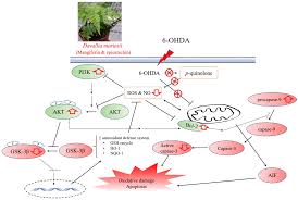 Davallia mariesii семейство даваллиевые (davalliaceae). Nutrients Free Full Text Aqueous Extract Of Davallia Mariesii Attenuates 6 Hydroxydopamine Induced Oxidative Damage And Apoptosis In B35 Cells Through Inhibition Of Caspase Cascade And Activation Of Pi3k Akt Gsk 3b Pathway