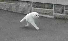 Half Cat Crying Cat Cat Memes Weird Cursed Images