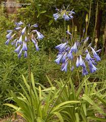 Agapanthus Inapertus Deciduous Agapanthus Full Size Picture Of Drooping Agapanthus Agapanthus Inapertus Agapanthus Species Pictures