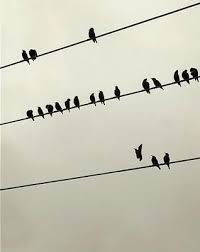 Bird On A Wire Meaning Birds On A Wire Bird Line Drawing Pole Art Childrens Art