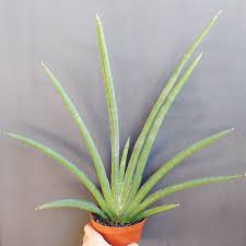 Image result for Sansevieria pearsonii