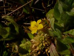 Image result for Phrymaceae