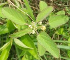 Image result for Sida chrysantha