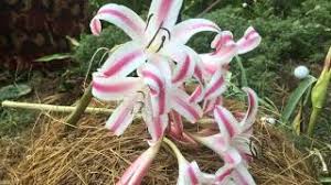 Image result for Crinum lugardiae
