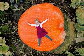 Image result for giant pumpkin