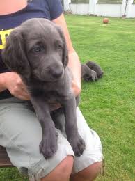 Find the perfect weimaraner puppy for sale at puppyfind.com. Long Haired Blue Weimaraner Puppies Wells Somerset Pets4homes