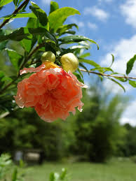 Check spelling or type a new query. Toyosho Pomegranate Tree Punica Granatum Monster Blooms