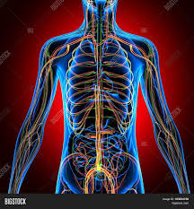It comprises millions of neurones and uses electrical impulses the nervous system performs three functions: 3d Illustration Human Image Photo Free Trial Bigstock