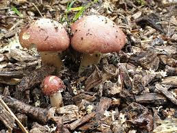 The amount depends on many factors including How To Grow Mushrooms Outdoors With A Mushroom Bed Grocycle