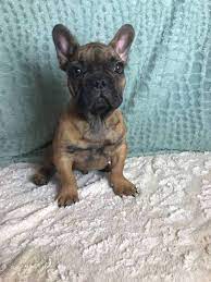 Frenchton Puppies For Sale That Doggy In The Window That Doggy In The Window Puppies Puppies For Sale Doggy