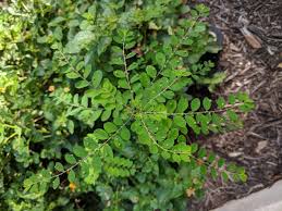 Image result for Phyllanthus tenellus