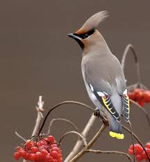 Cedar Waxwing Brown Birds That Look Like Cardinals Pin By Hope Cunningham On Animals In 2020 Beautiful Birds Birds Colorful Birds