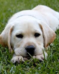 You can use this search form to locate registered labrador retriever club search for a breeder. Puppies 2011 Photo Contest Puppies Cute Animals Dogs