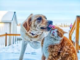 Dogs can learn a variety of tricks and can learn them much easier than cats. 6 Reasons Why Dogs Are Better Than Cats