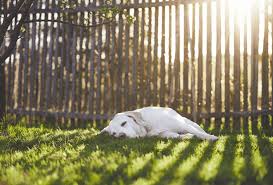 How to stop a dog from digging under a fence. 5 Solutions To Stop Your Dog From Digging Under The Fence Pawleaks