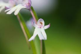 Image result for Cynorkis