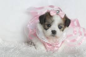 Designer puppies for sale in arkansas. Toy Poodle Designer Puppy Breeder In Arkansas Cutie Poo Pups