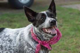 Today, we're letting you know what are the most adaptable dog breeds that have adequate energy levels and moderate exercise needs that a small yard will. Six Best Dog Breeds For A Small Backyard Farm Pethelpful By Fellow Animal Lovers And Experts