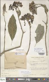 Image result for Solanum giganteum