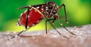 You can also download the original image in high resolution as jpg. No Covid 19 But Laos Now Has Big Dengue Fever Problem The Star