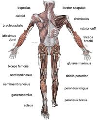 difference between cardio muscles and skeletal muscles