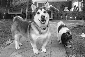 Black And White Corgi Dachshund Mix I Can T Get Enough Malamute X Corgi Pin For Pinterest Corgi Husky Corgi Husky Mix Corgi Mix Breeds