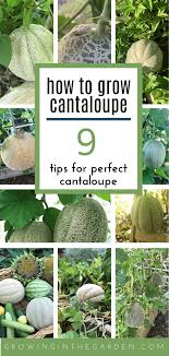 I'm going to plant some melons today and i'm just thinking of what to make my trellis out of, since this will be my first year growing them on a trellis. How To Grow Cantaloupe 9 Tips For Growing Cantaloupe Growing In The Garden
