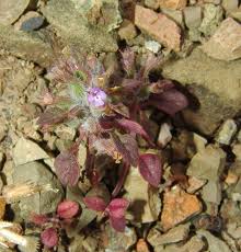 Image result for Endostemon villosus